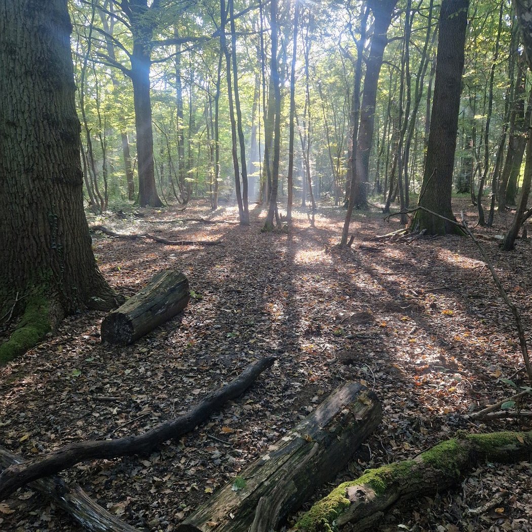 Chigny Woods 1